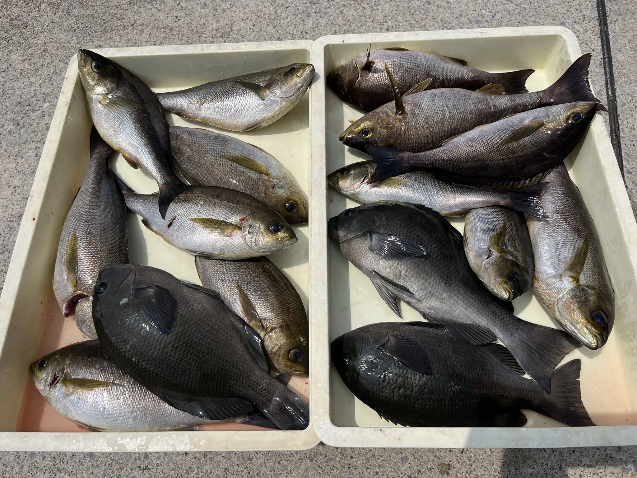 イサキのオススメの食べ方