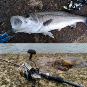 エギングとシーバス釣りの主な違い