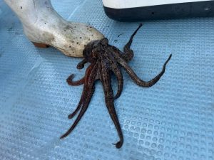 鬼先漁港タコ釣果
