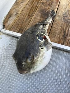 第三銀狼丸の伊勢湾ジギング釣果