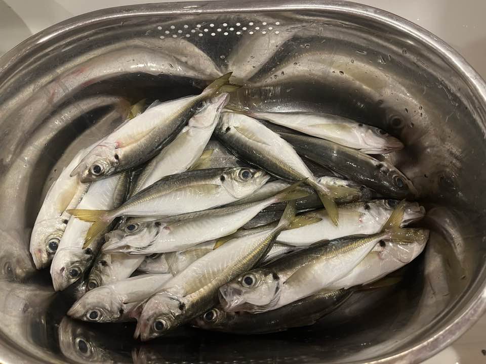 伊勢湾の太刀魚ジギング釣果まとめ3