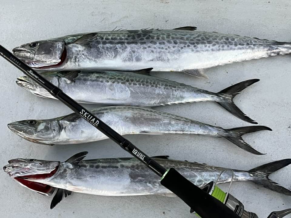 本日の釣果