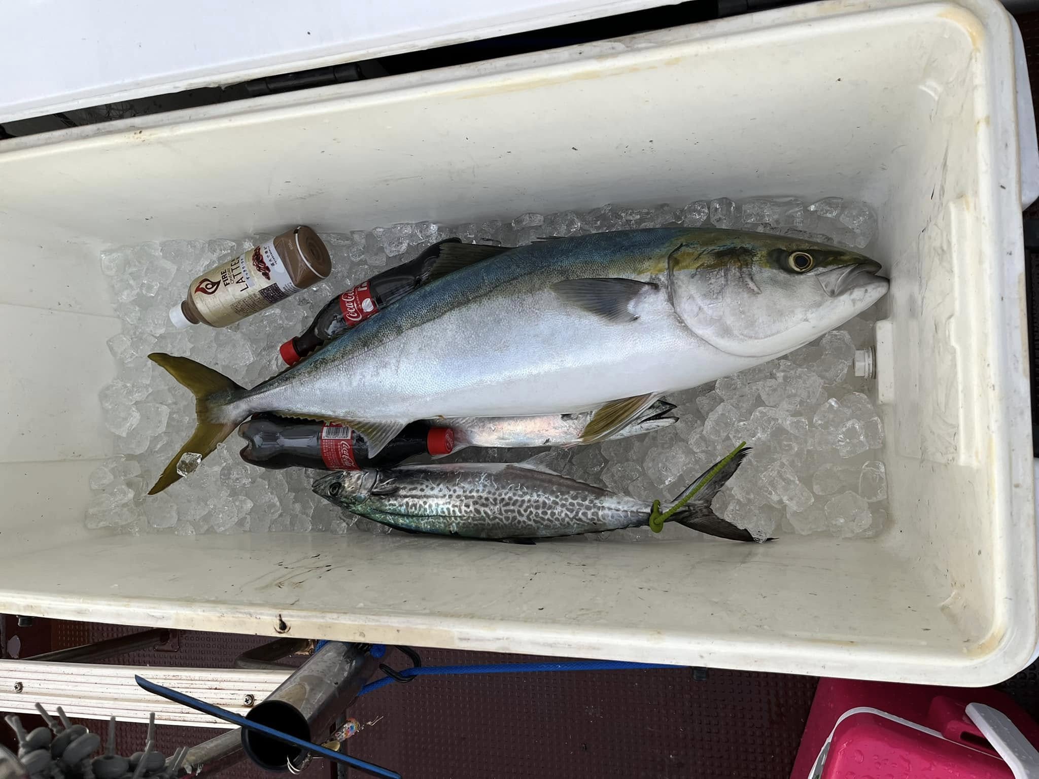 釣れない船長の釣果