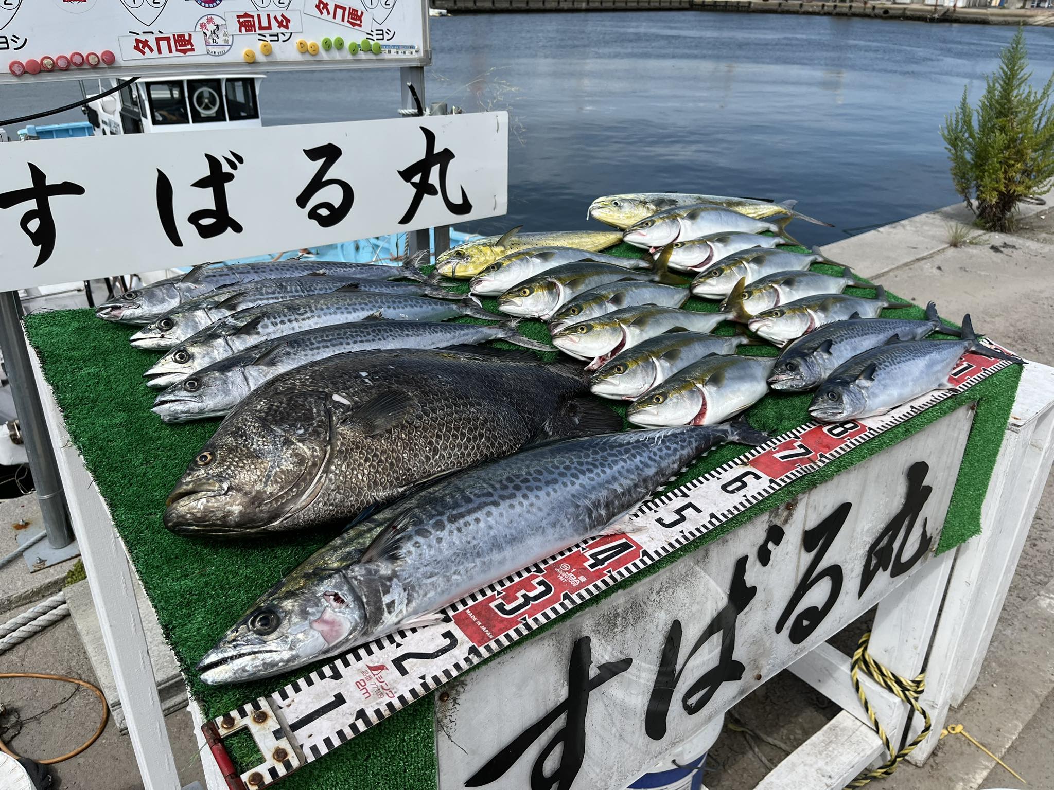 釣果の画像