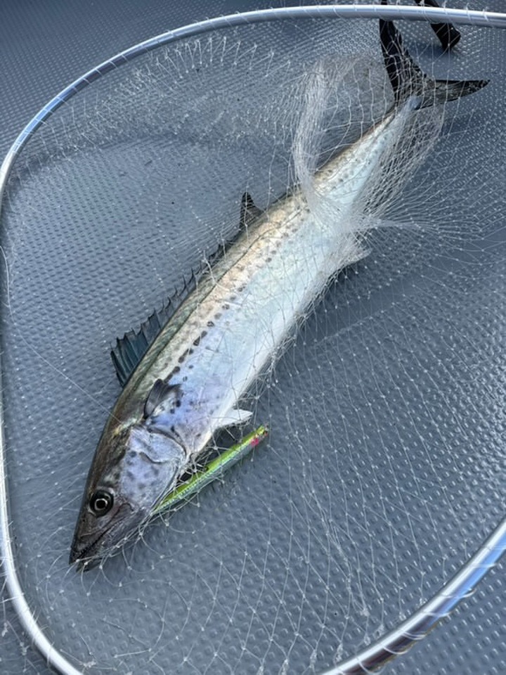 ミノーのジャーキングで釣ったサワラ