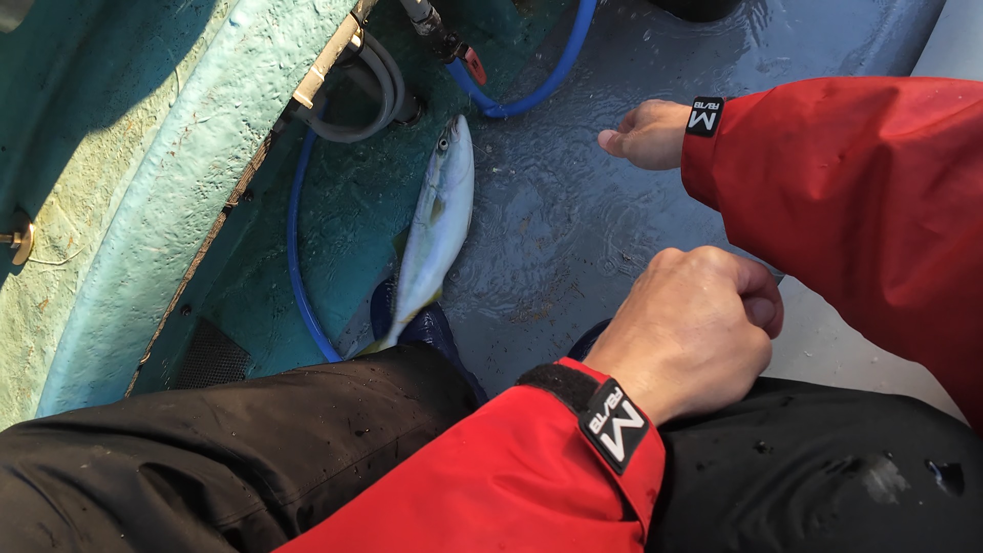 最初の訪問者はツバス