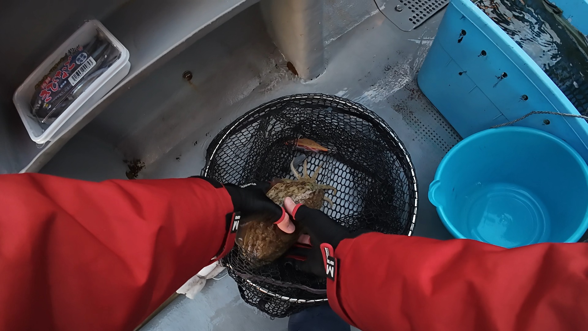 本命のコウイカ