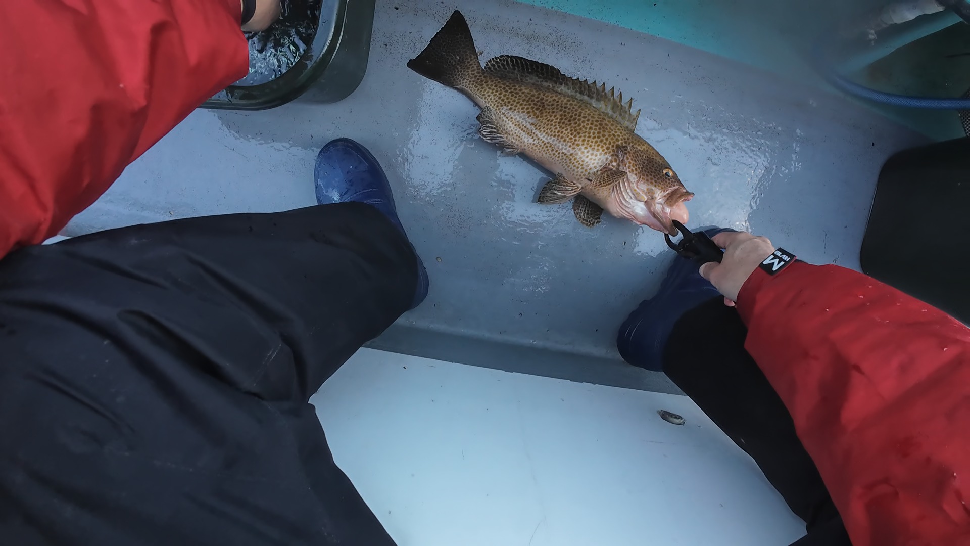 50cmクラスのオオモンハタ