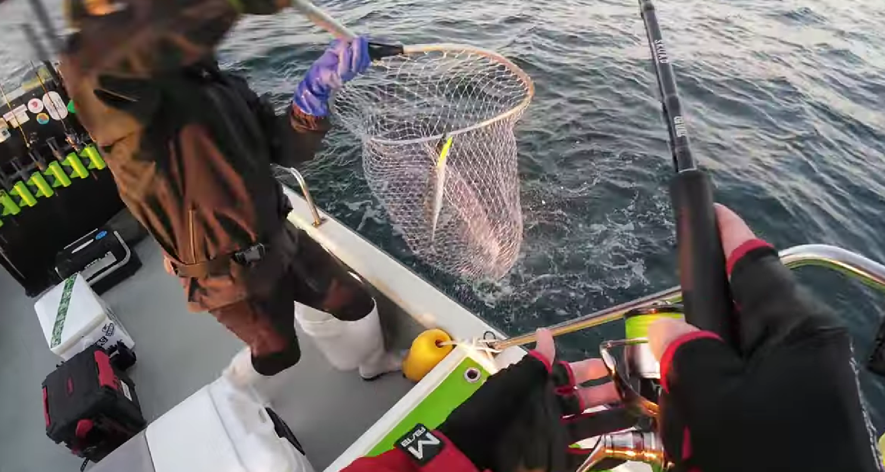 釣り上げたサゴシ