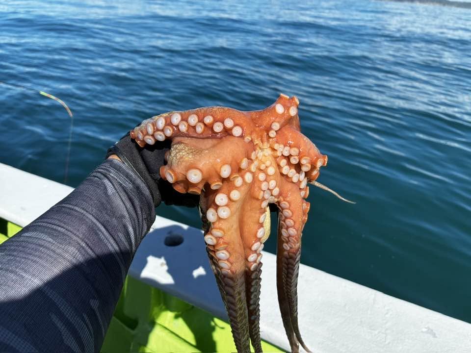 伊勢湾タコ釣り